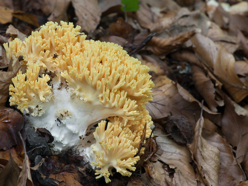 Ramaria subtilis var. crassispora